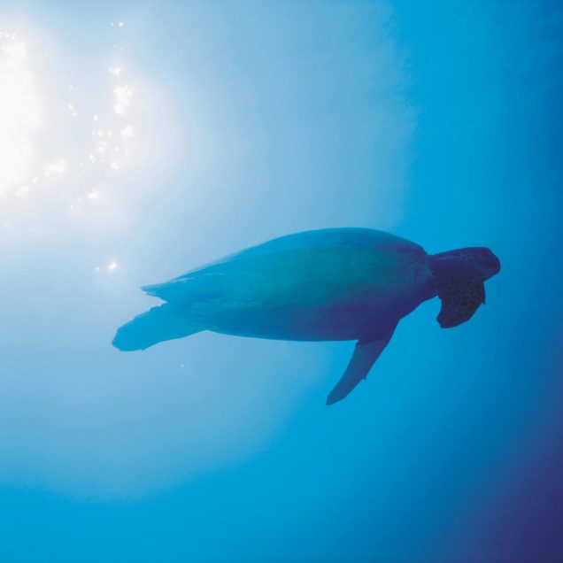 Tanga Marine Park and Reserves