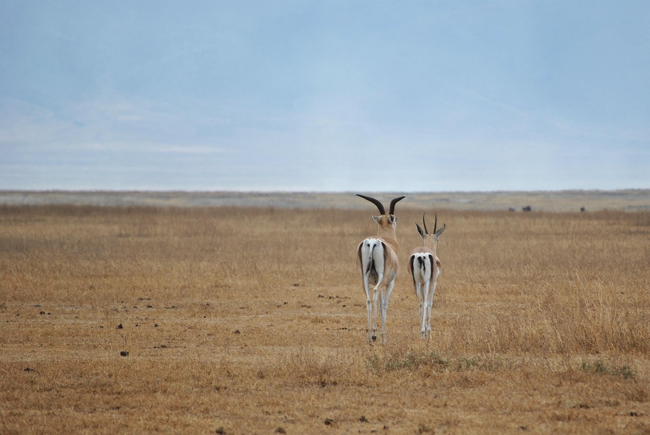 antelope-2011367_1280
